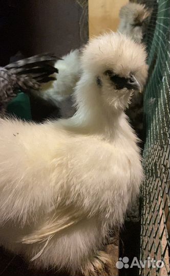 Инкубационное яйцо китайская шелковая