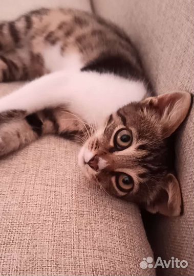 Котенок в дар бесплатно