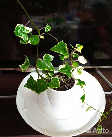 Крестовник крупноязычковый