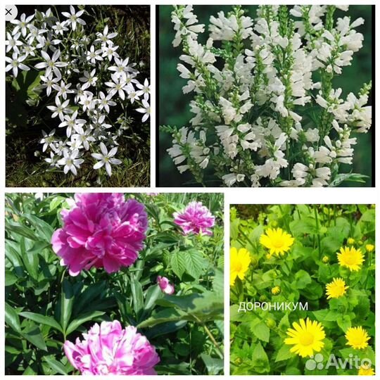 Цветы. Кустарники