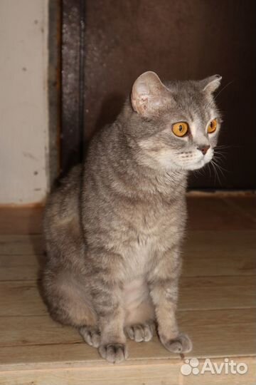 Поночка ищет дом