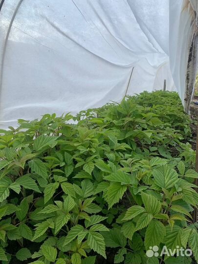 Рассада малины