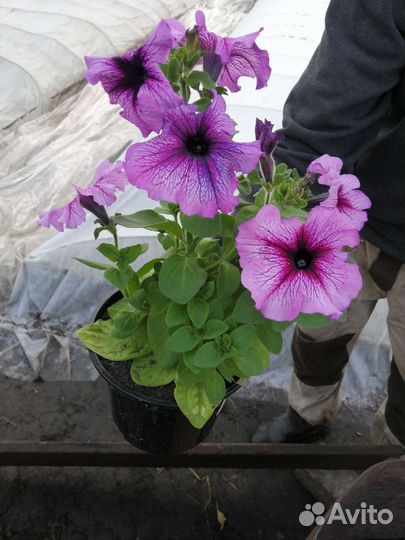 Рассада цветов и овощей