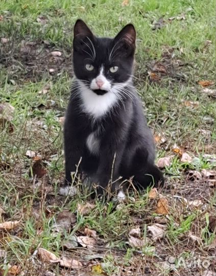 Котята