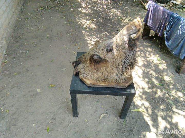 Голова кабана