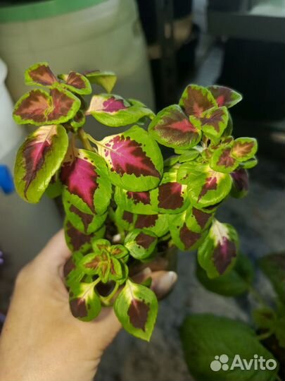 Колеусы вегетативные черенки