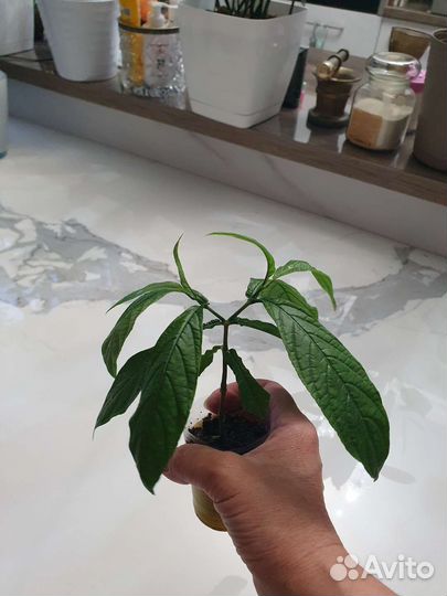 Пахистахис, Молочай Тирукалли