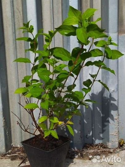 Гортензия Геркулес