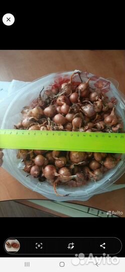 Лук шалот на зелень