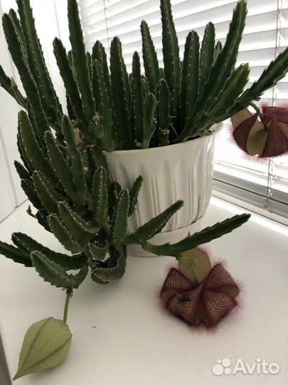 Комнатные цветы