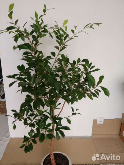 Фикус мелколистный