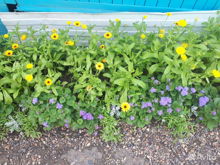 Ромашка (нивянник), календула, ирис, ландыш,канны