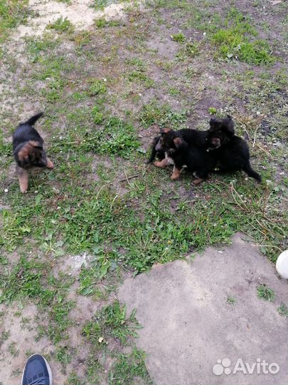 Щенки немецкой овчарки