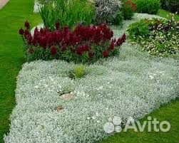 Ясколка-многолетний почвопокровник-цветы для сада