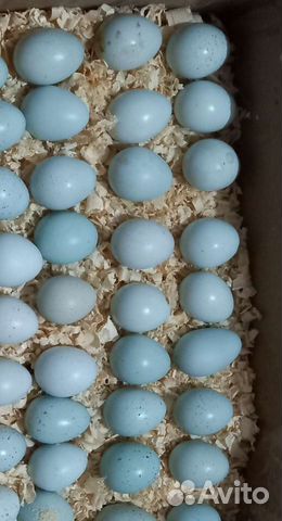 Продаю инкубационные яйца перепелов селадоны объявление продам
