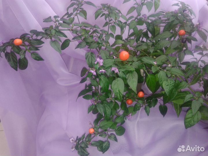 Семена для дома острых перцев и томатов