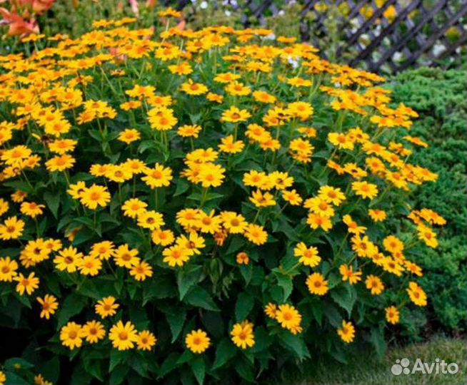 Гелиопсис многолетние растения цветы