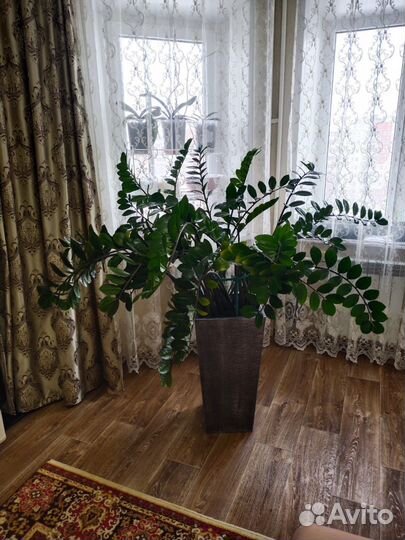 Замеакулькас