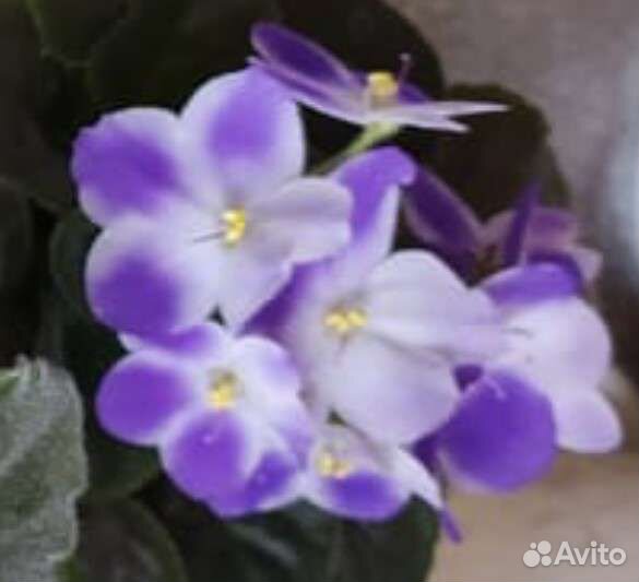 Сортовые фиалки, пока не цветут