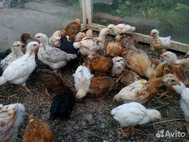 Курочки и петушки