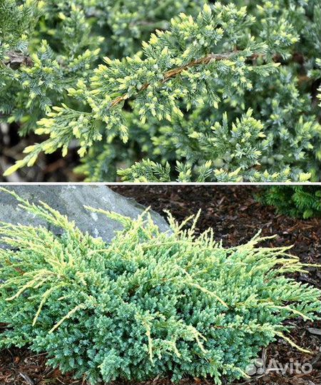 Можжевельник чешуйчатый Холгер