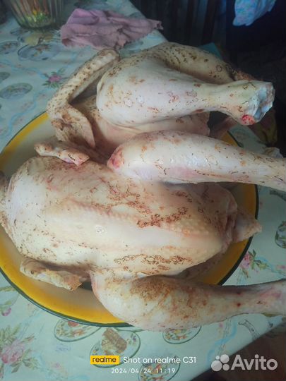 Мясо бройлеров