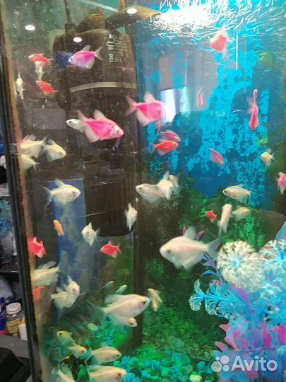 Аквариумные рыбки