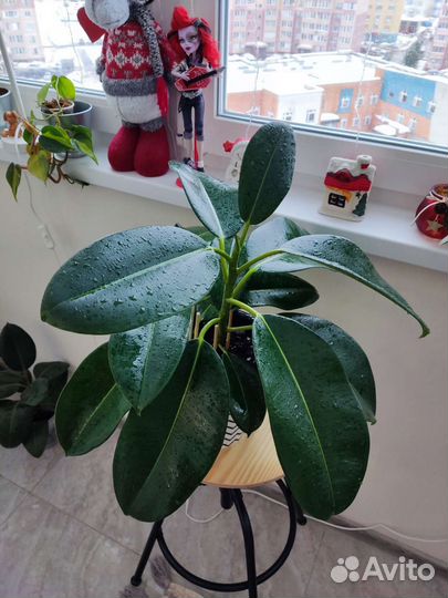 Комнатные растения