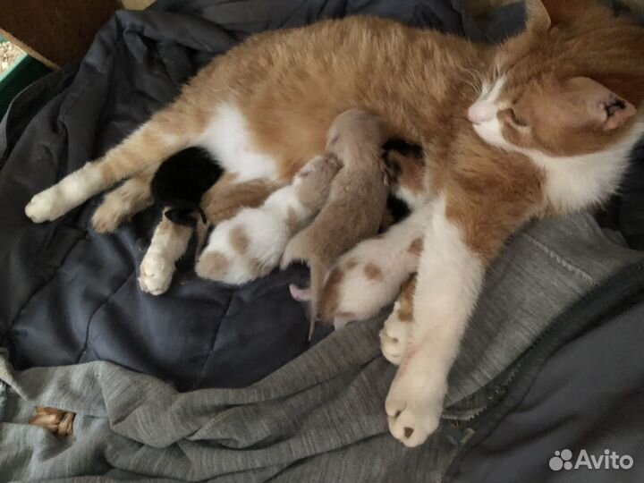 6 котят