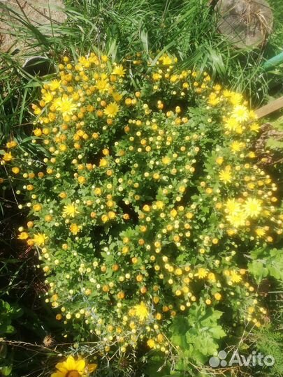 Цветы садовые