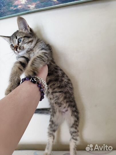 Котенок 2 месяца девочка