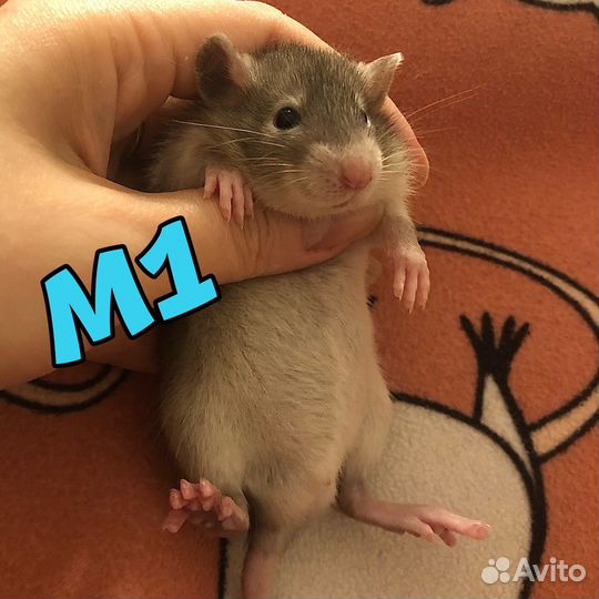 Крысята замечательные, мальчики и девочки