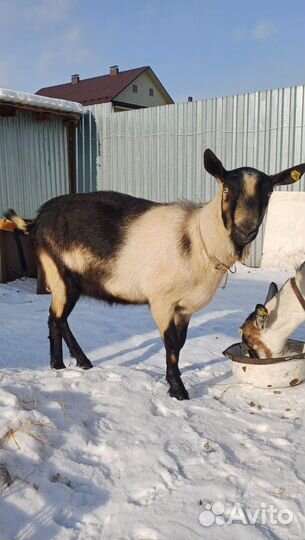 Альпийский козлик