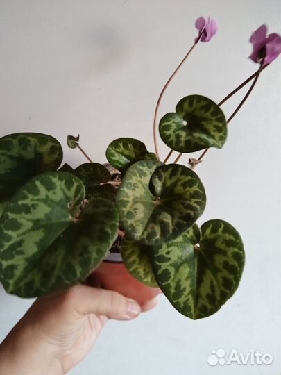 Альпийская фиалка