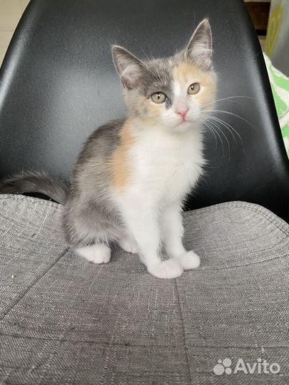 Котята