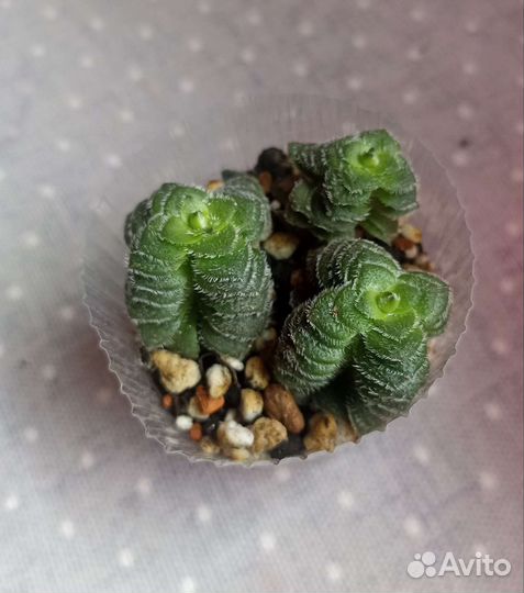 Суккуленты почтой часть 6 из 9