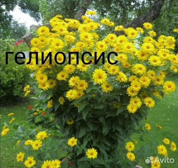 Садовые цветы