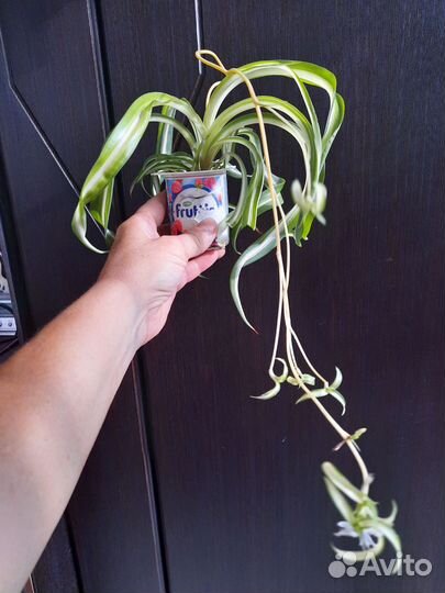 Хлорофитум, пеларгония