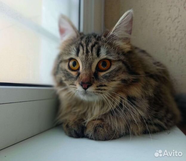 Котенок девочка. 6мес