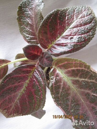 Коллекционные эписции