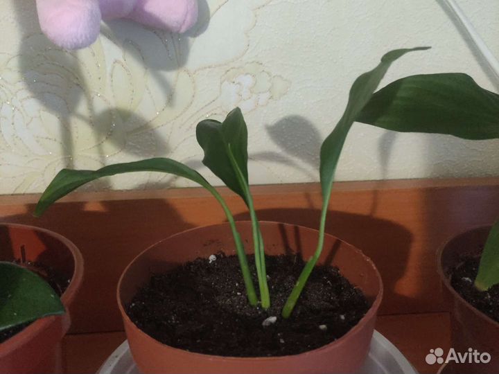 Спатифиллум