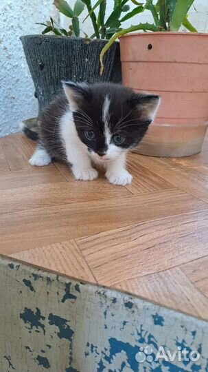 Отдаём котят в добрые ручки