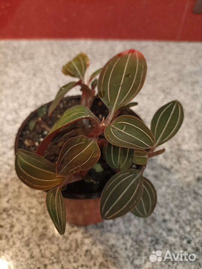 Красиво цветущее