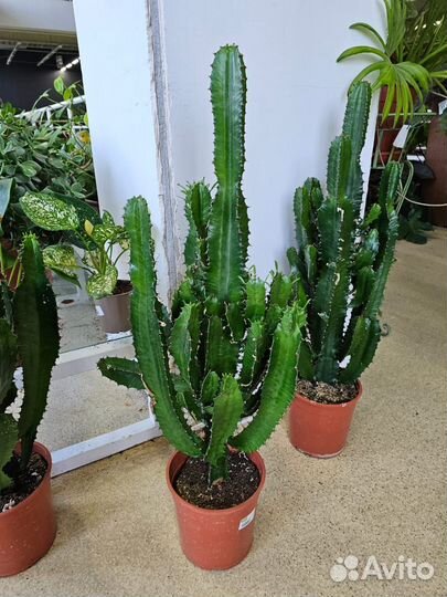 Кактус Мексиканский Эуфорбия Акрурэнсис на выбор