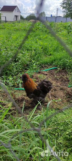 Петух карликовый кохинхин