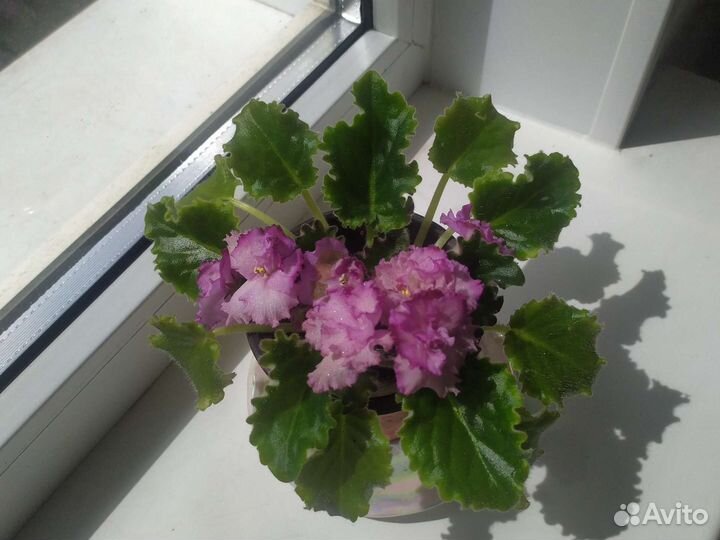 Комнатные цветы в горшочке