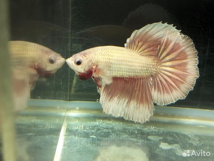 Петушки рыбки
