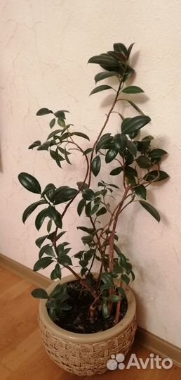 Комнатный цветок (фикус)