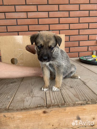 Щенок овчарки