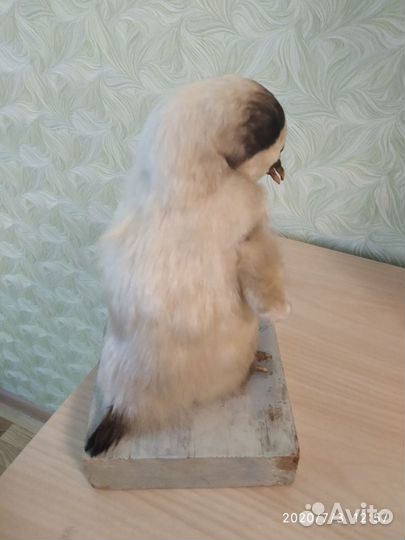 Чучело пингвина